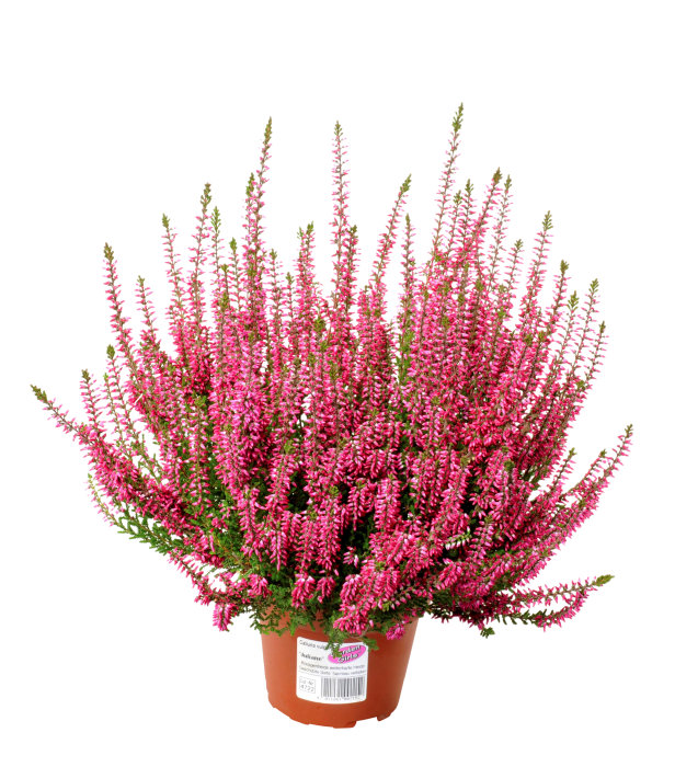 Calluna lyng ass. farger 11 cm potte